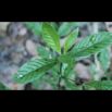 Filmstill from Curanderos: chackruna / psychotria virdis – provides one of two compounds of the ayahuasca brew