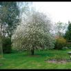 The tree in his family s garden; rose petals. April 2008