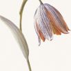 Fritillaria caucasica