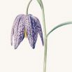 Fritillaria meleagris