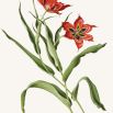 Tulipa Hoogiana