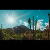 Mescaline field full of San Pedro cacti where my ceremony took place