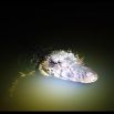 Alligator eyeing me up for prey; they come in all sizes here. If you shine your torch at night you see their eyes beaming out from the overhanging shrubs all around the edge of the lake