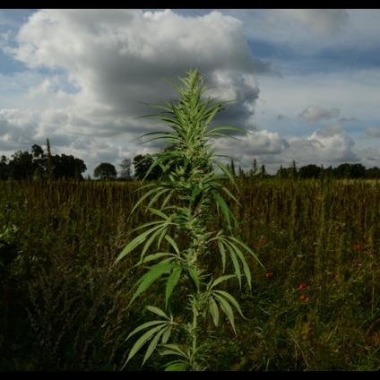 With 25,000 known applications, the hemp family is surely the most diversely useful of plants ever
