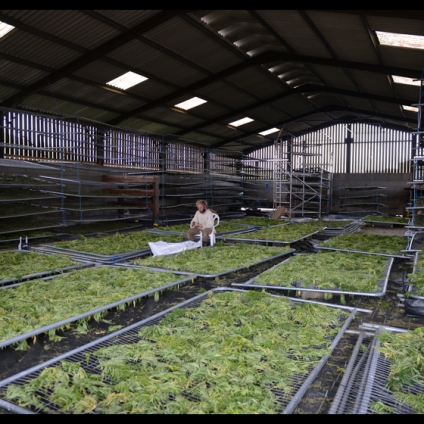 Made by hand: separating flowers from the stem, drying 