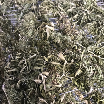Hemp leaf tea is a fragrant and thirst quenching wellbeing infusion. It naturally contains CBD (cannabidiol) which gives the drink soothing and calming qualities.  