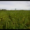 Hemp to the horizon: this year 60 acres are being harvested. Using a rotation system, hemp production naturally fertilises the fields benefitting other crops