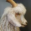 Angora goat with its fleece of mohair