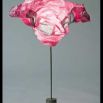 Bernini bicolore rosea, 2011