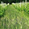 The green manure up to a meter high in the rows between the vines, photo taken on 30 May 2012