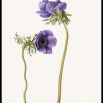 Two Anemones (purple)