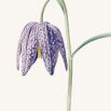 Fritillaria meleagris Fritillaria meleagris