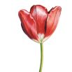 Tulip 'Helen Josephine'