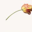 Tulip (Red and Yellow) Tulip (Red and Yellow)