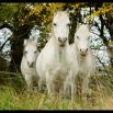Khiron House – Equine therapy